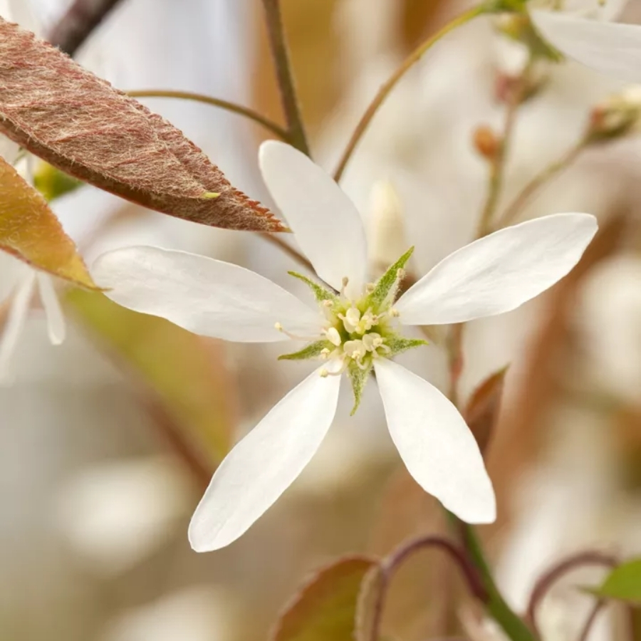 Ирга Ламарка, С3 - Dolinasad.by