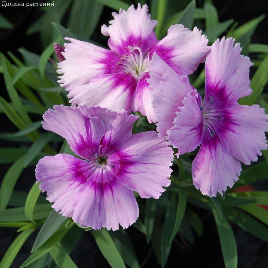 Гвоздика Диана Лавендер Пикоти - Dolinasad.by