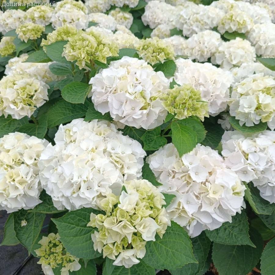 Гортензия крупнолистная Вуде Гортензия крупнолистная Вуде - Dolinasad.by