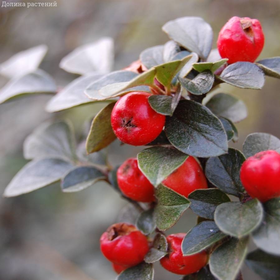 Кизильник Дильса, С3 - Dolinasad.by