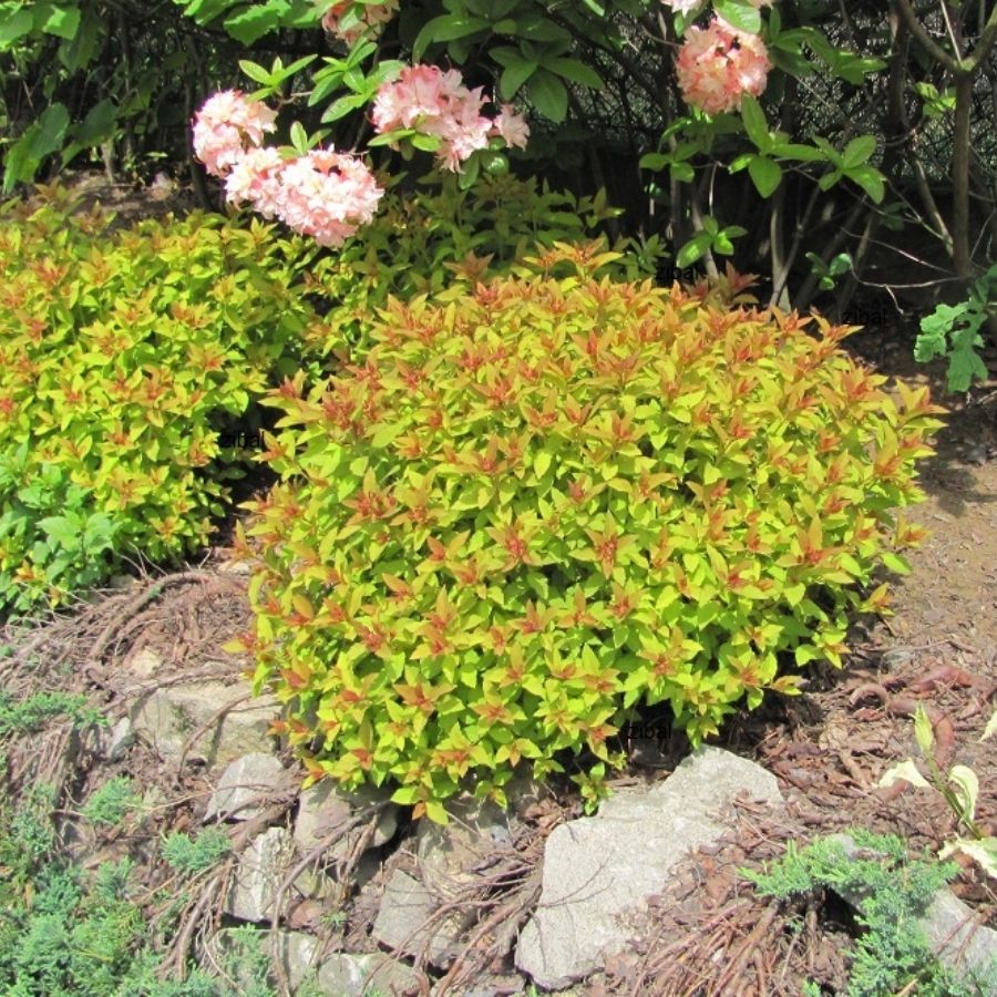 Спирея МИКС - Dolinasad.by