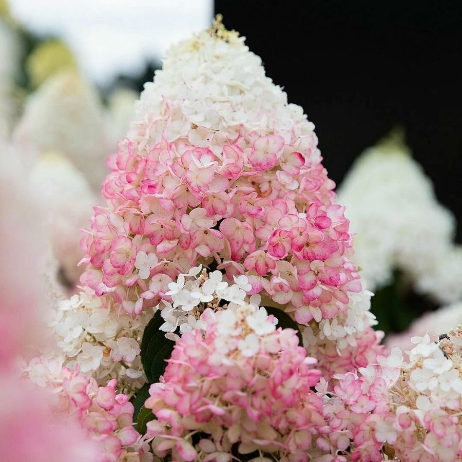 Гортензия метельчатая Стробери Блоссом, С3 - Dolinasad.by