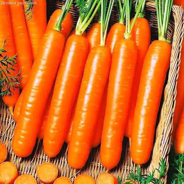 Морковь Ройал Форто (лента) фото