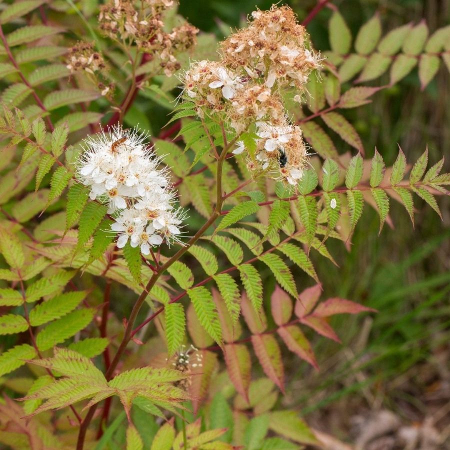 Рябинник рябинолистный Сэм, С3 - Dolinasad.by