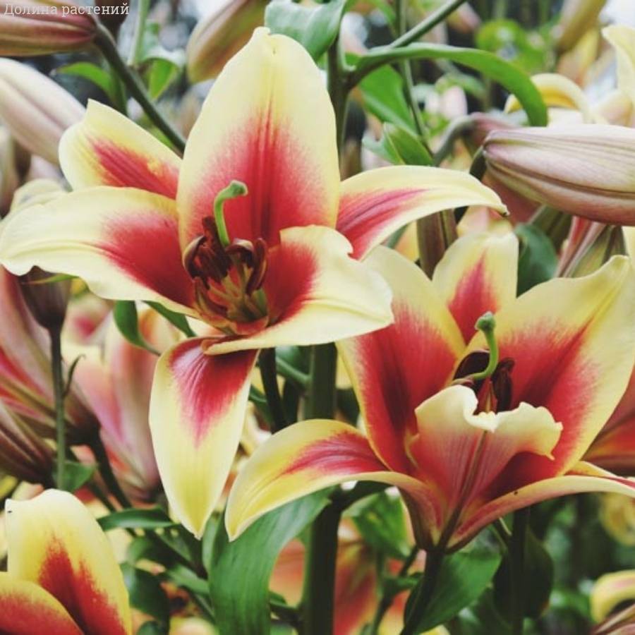 Лилия Флавия - Dolinasad.by