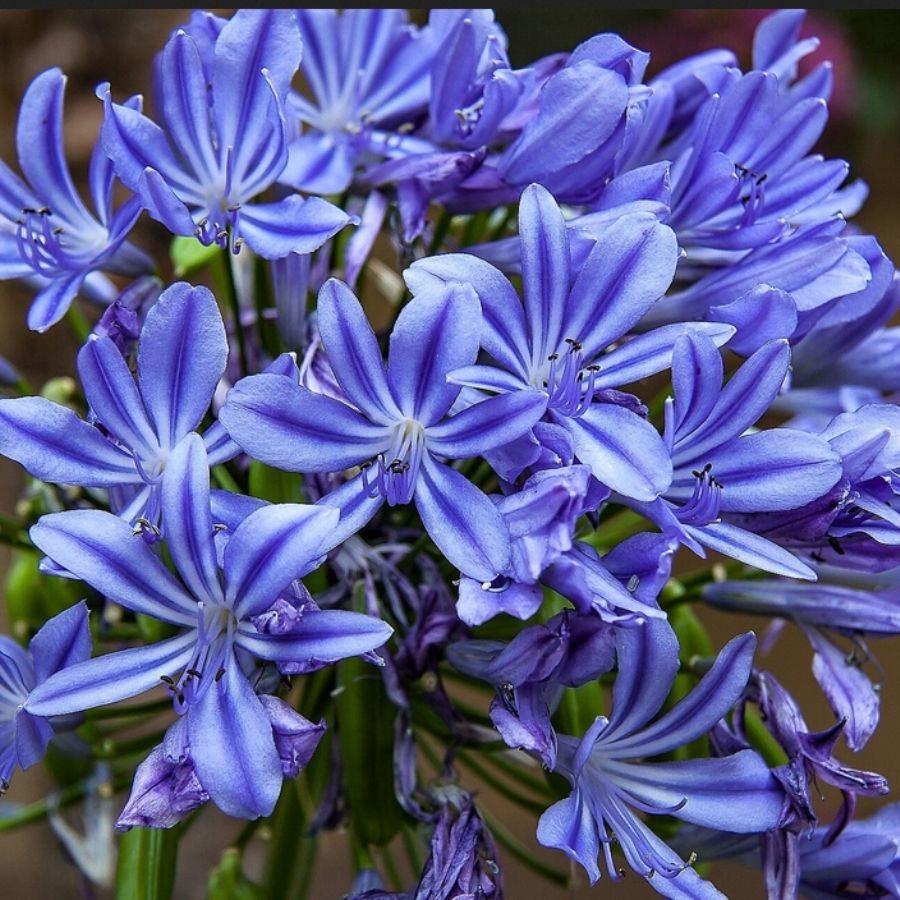 Агапантус Блю Гигант - Dolinasad.by