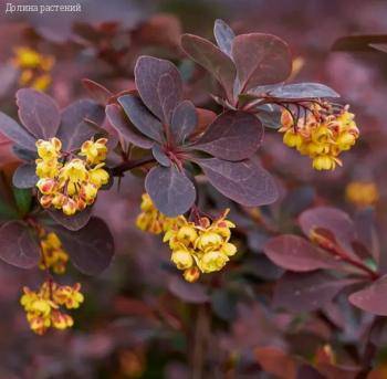 Барбарис Тунберга Шоколад Саммер, С3 - Dolinasad.by