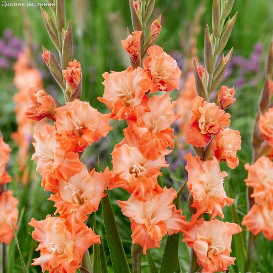 Гладиолус Корал Краш - Dolinasad.by