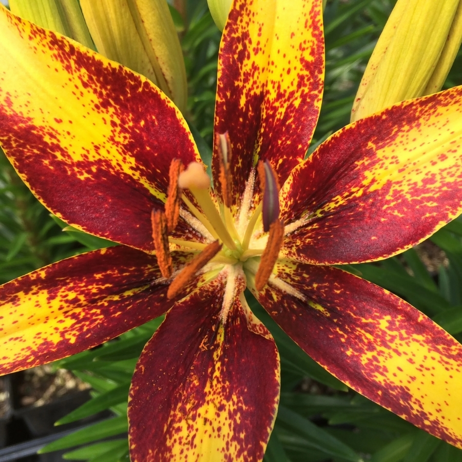 Лилия Сенсейшн Тини - Dolinasad.by