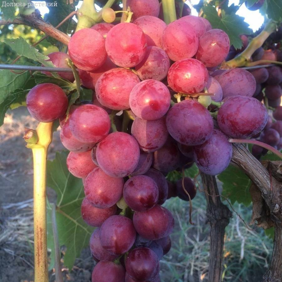 Виноград Кардинал - Dolinasad.by
