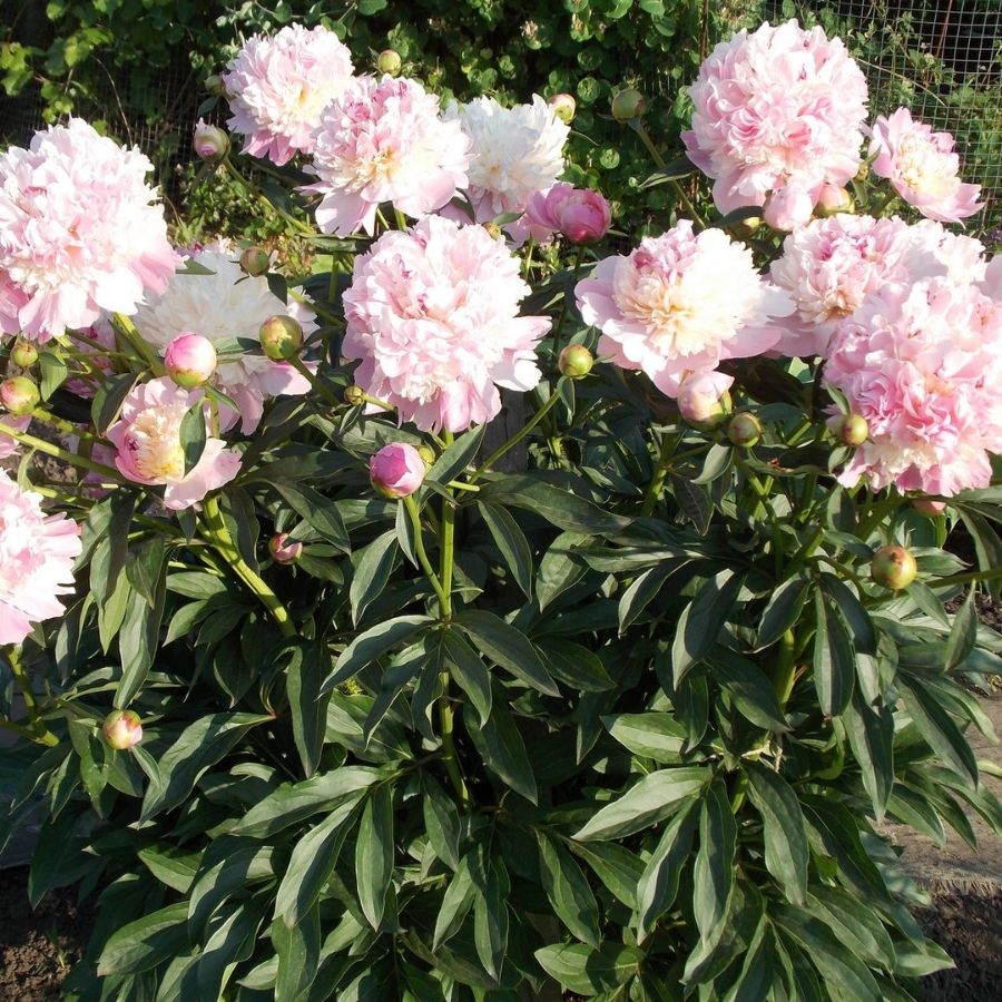 Пион Ми Жюль Дессерт - Dolinasad.by