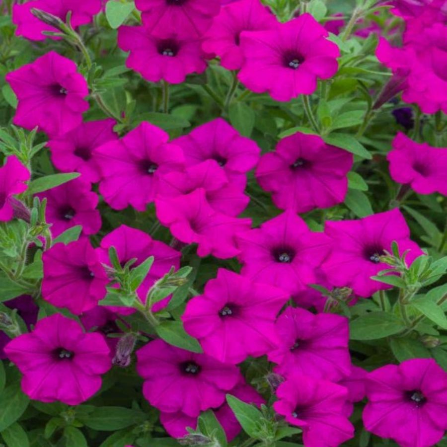 Петуния Баблс Пурпл - Dolinasad.by