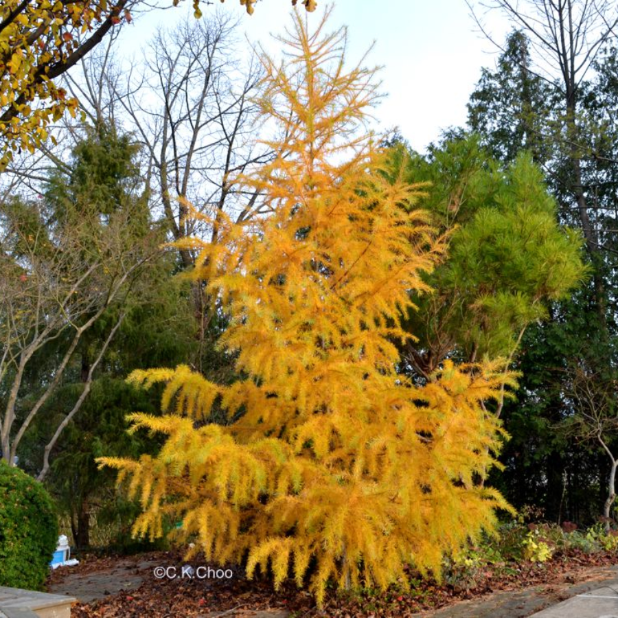 Лиственница Кемпфера фото