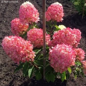 Гортензия метельчатая Расберри Пинк, С2 - Dolinasad.by