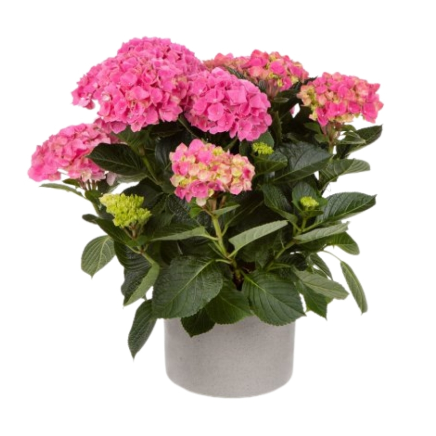 Гортензия крупнолистная Хай Скай Гортензия крупнолистная Хай Скай - Dolinasad.by