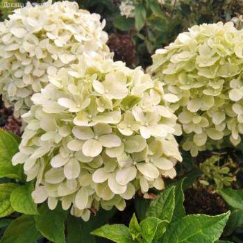 Гортензия метельчатая Литл Пассион, С3 - Dolinasad.by