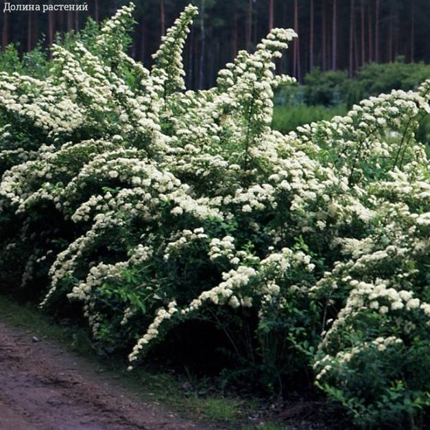 Спирея ниппонская Сноумаунд, С3 - Dolinasad.by