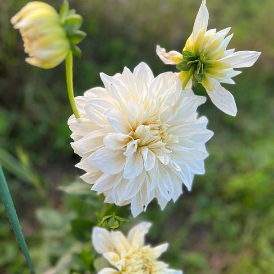 Георгина Мияма Фубуки - Dolinasad.by