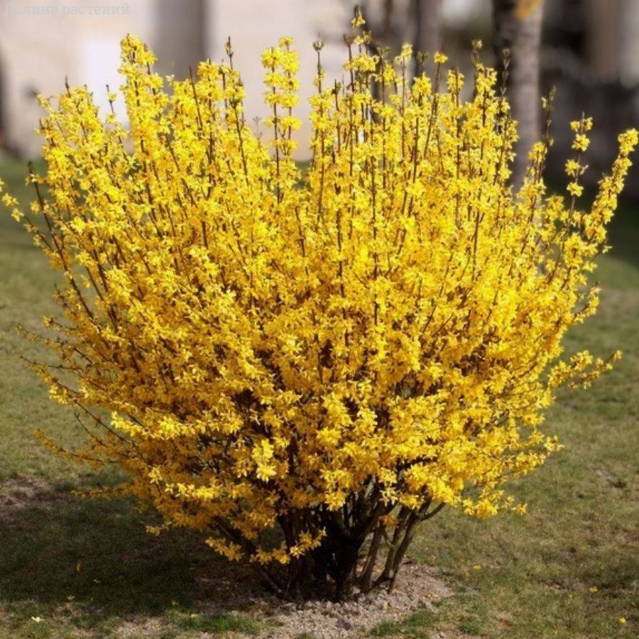 Форзиция промежуточная Уикенд, С3 - Dolinasad.by