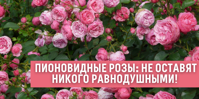 Пионовидные розы: не оставят никого равнодушными! Обзор самых красивых сортов