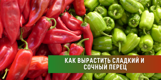 Как вырастить сладкий и сочный перец