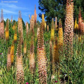 Эремурус гибридный Шелфорд - Dolinasad.by