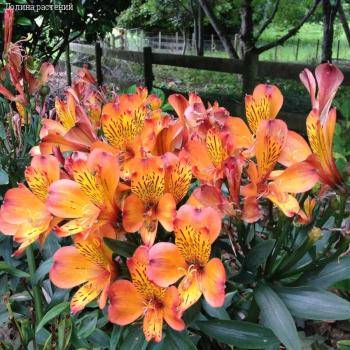 Альстромерия Каллисто - Dolinasad.by