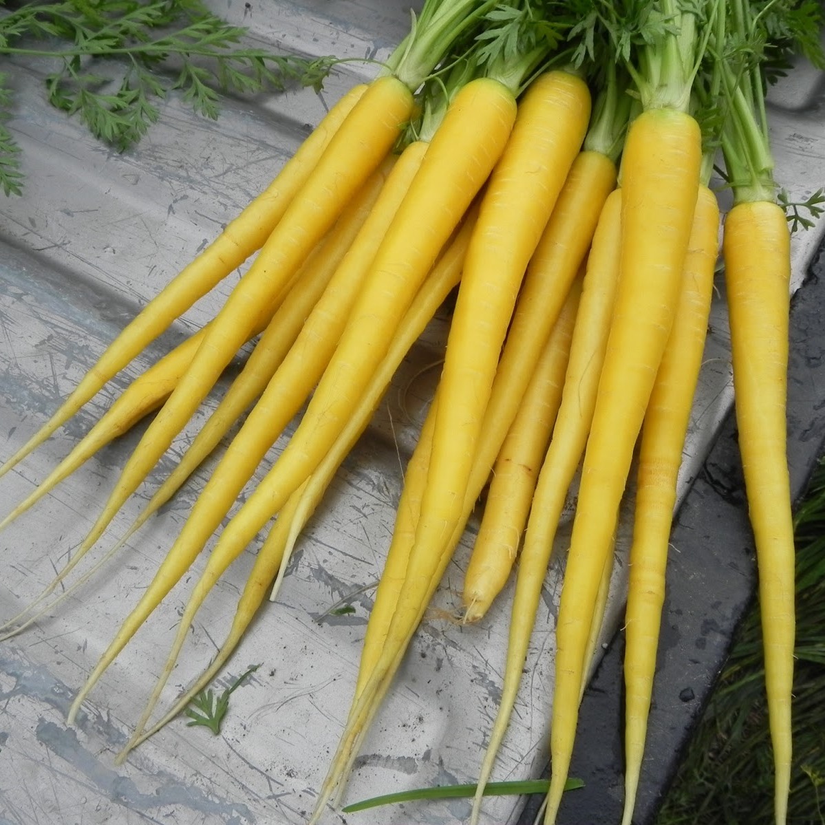 Морковь Еллоустоун 150 шт. (Голландия) Н19 фото