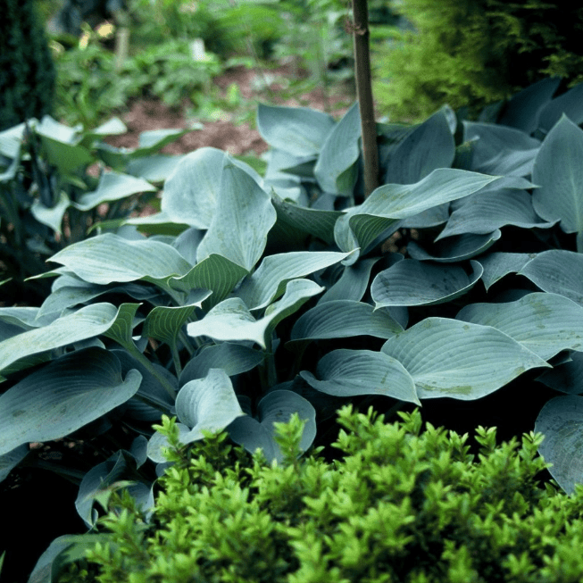 Хоста Халцион – прекрасный многолетний кустарник, вырастающий до 50 см в высоту. Она выгодно выделяется среди остальных растений не только своим внешним видом, но и характеристиками. Ее глубокая голубизна и сердцеобразная форма листьев не могут не привлек
