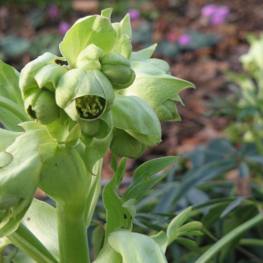 Морозник вонючий - Dolinasad.by