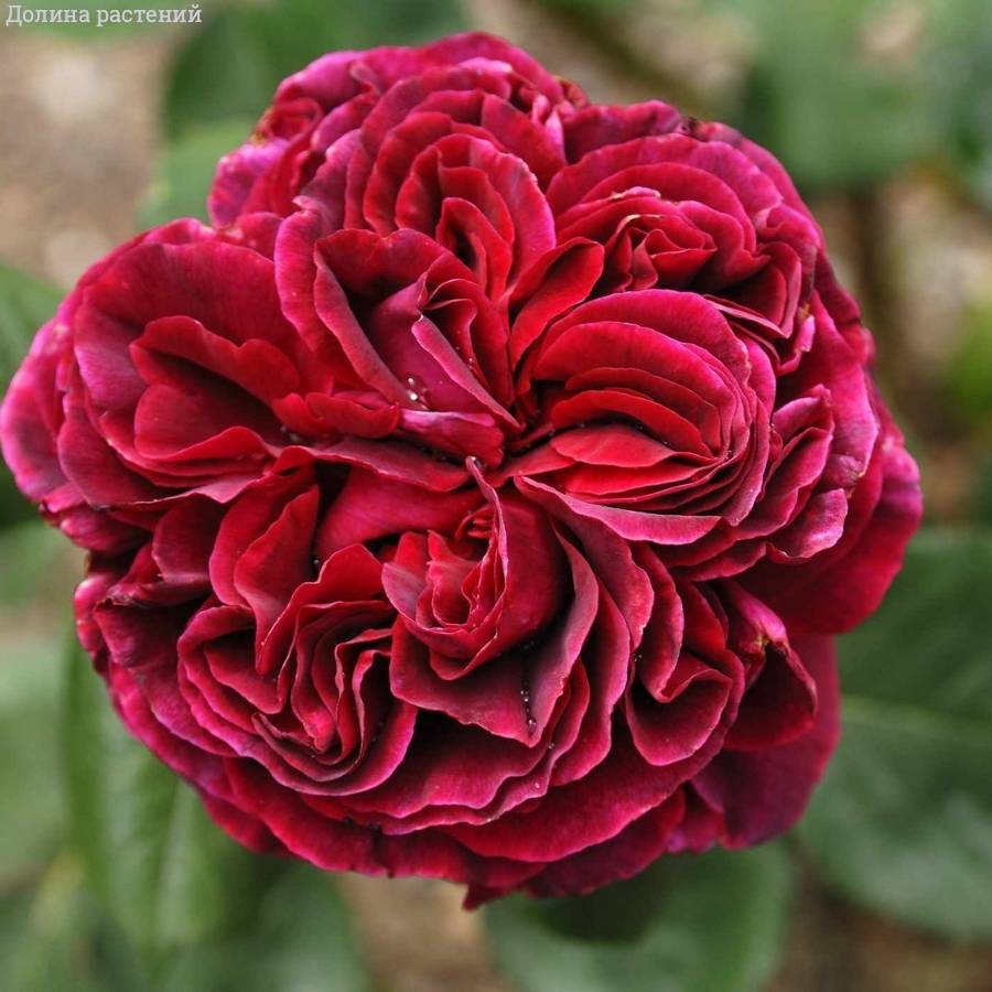 Роза Алфалоп в горшке - Dolinasad.by