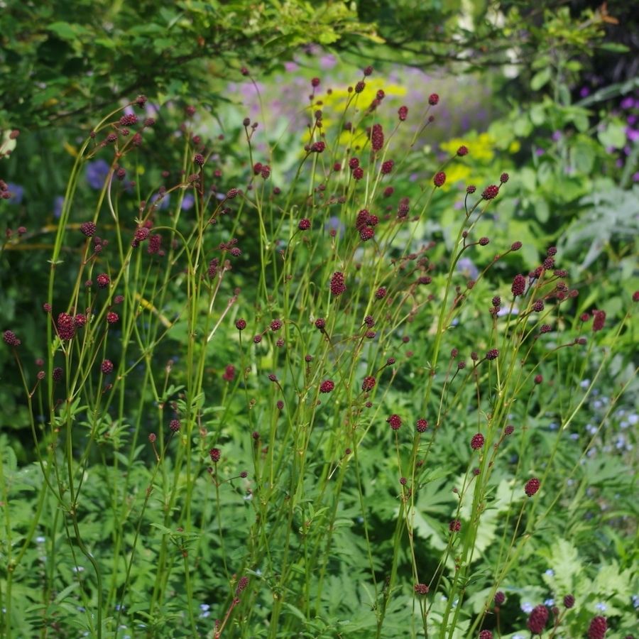 Кровохлебка лекарственная Лум - Dolinasad.by