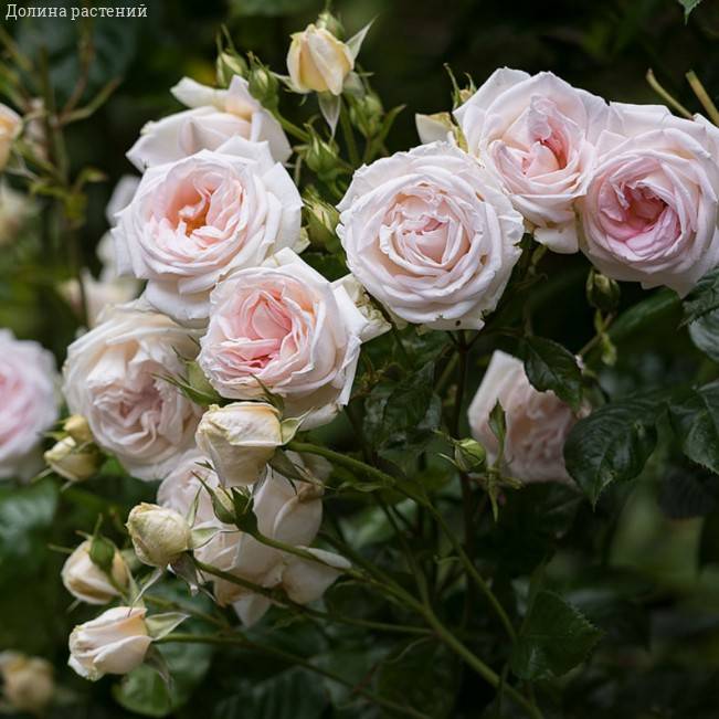 Роза Мадам Анизетт в горшке - Dolinasad.by