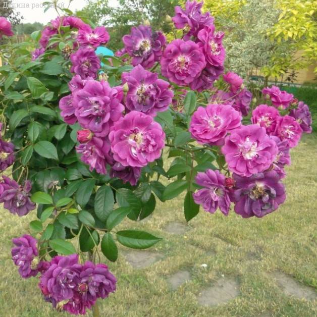 Роза Перпл Эден в горшке - Dolinasad.by