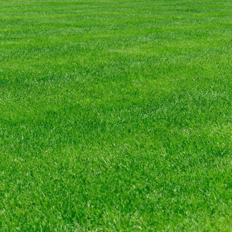 Газонная трава Зеленый скороход, 1 кг - Dolinasad.by