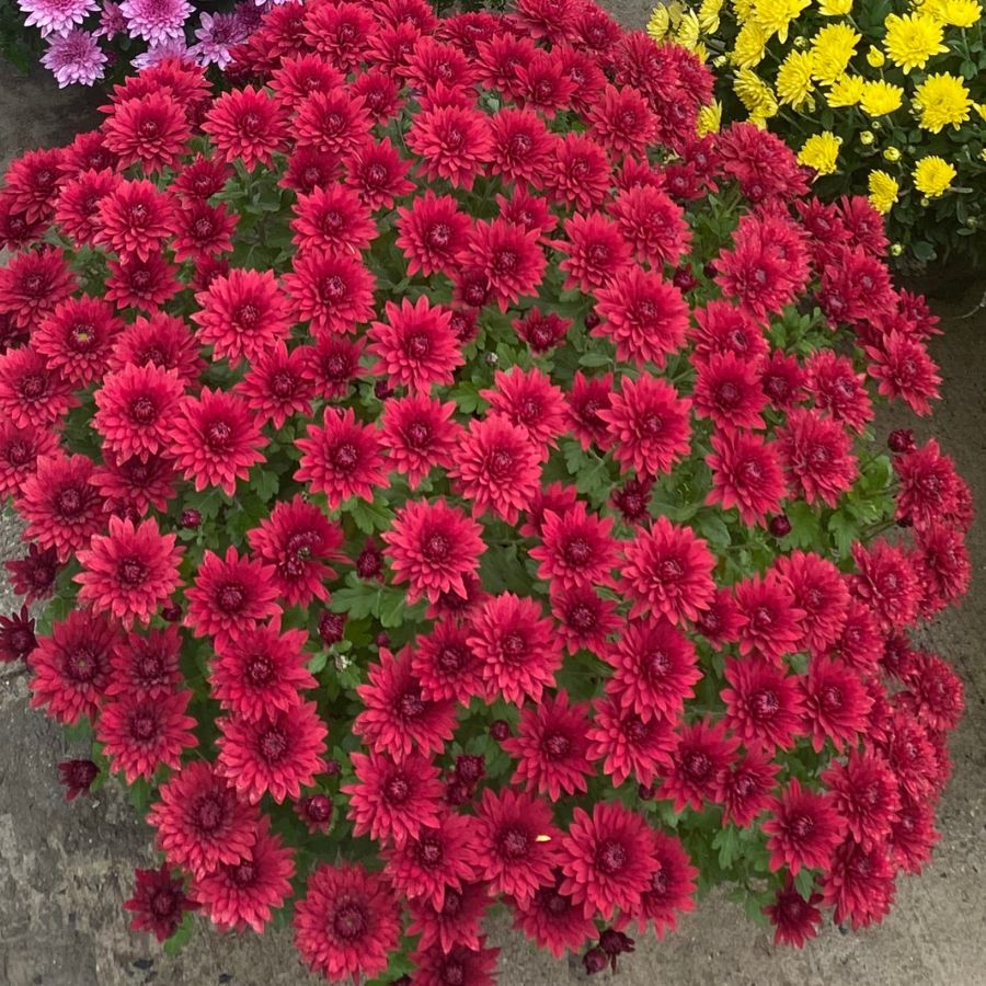 Хризантема мультифлора Бранхил Ред - Dolinasad.by