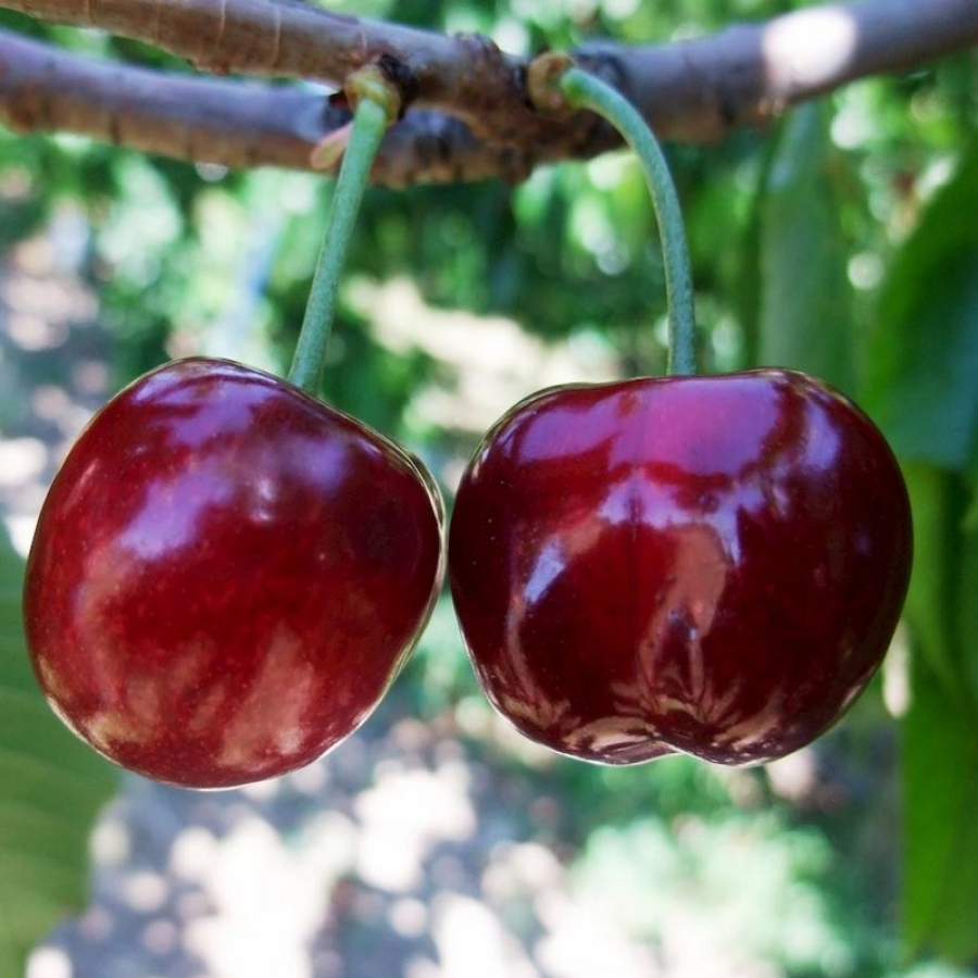 Черешня Бурлат - Dolinasad.by