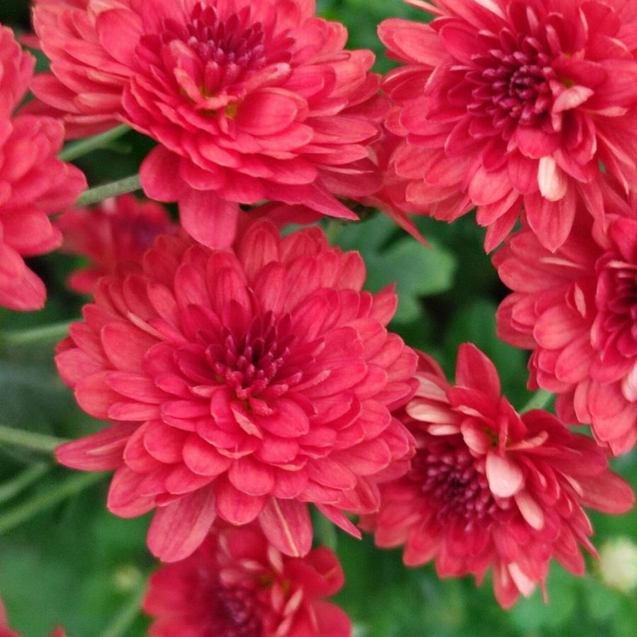 Хризантема мультифлора Бранхил Ред - Dolinasad.by