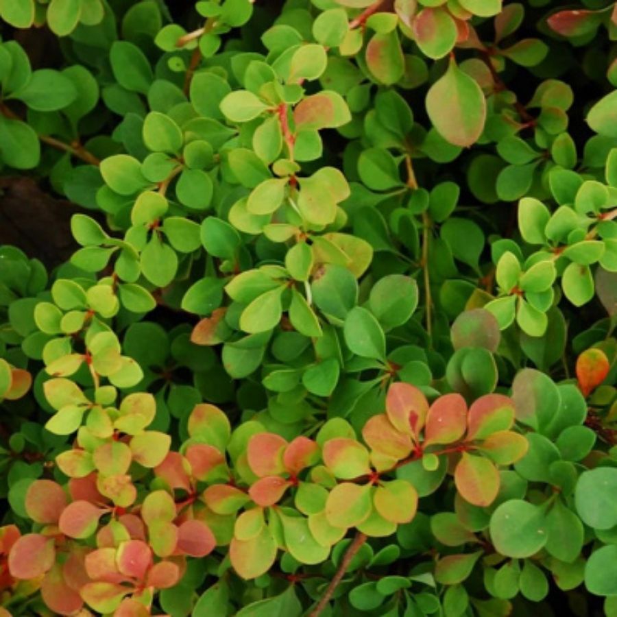 Барбарис Тунберга Грин Орнамент, С2 - Dolinasad.by