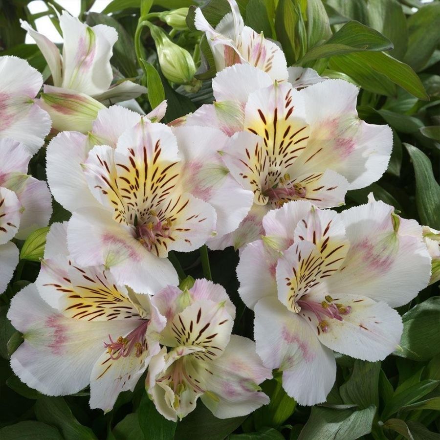 Альстромерия Венус - Dolinasad.by