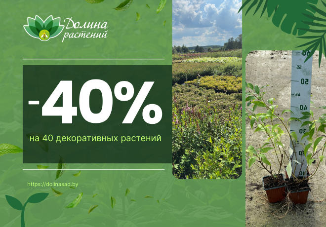 -40% на 40 ДЕКОРАТИВНЫХ РАСТЕНИЙ! ЗАВЕРШЕНА