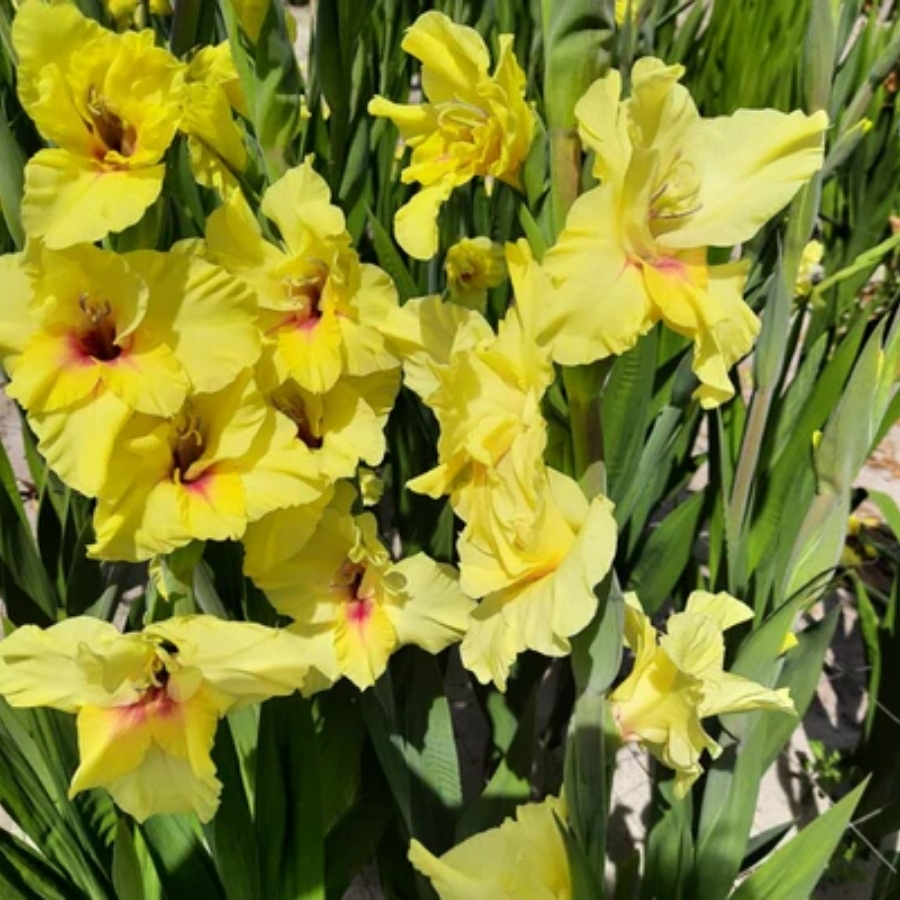 Гладиолус Максиал - Dolinasad.by