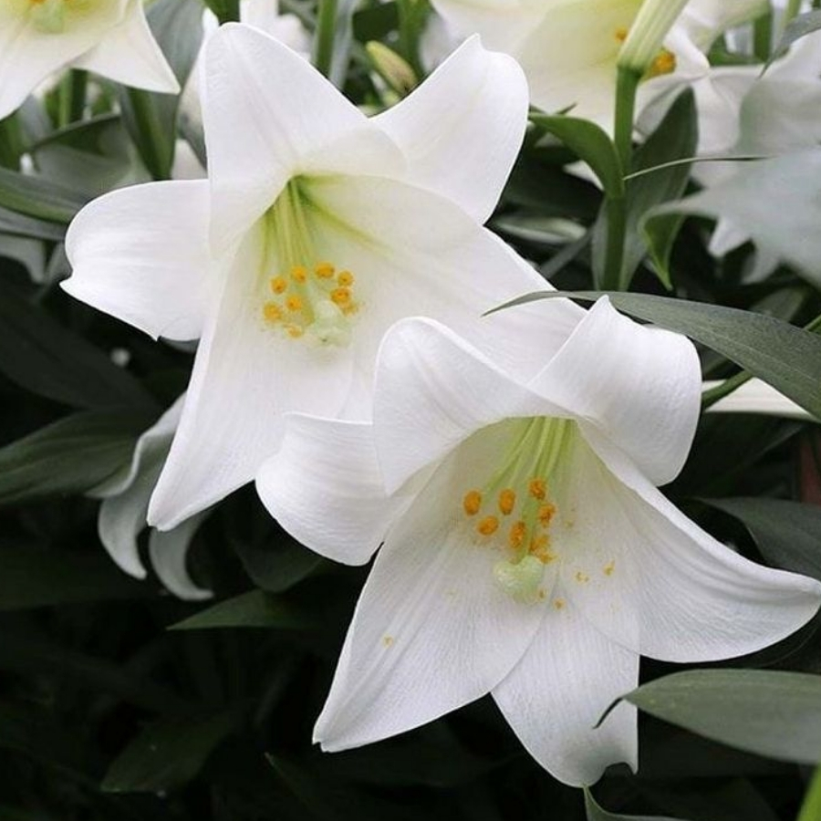 Лилия Миракл Лилия Миракл - Dolinasad.by