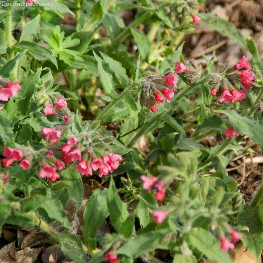 Медуница красная Редстарт - Dolinasad.by