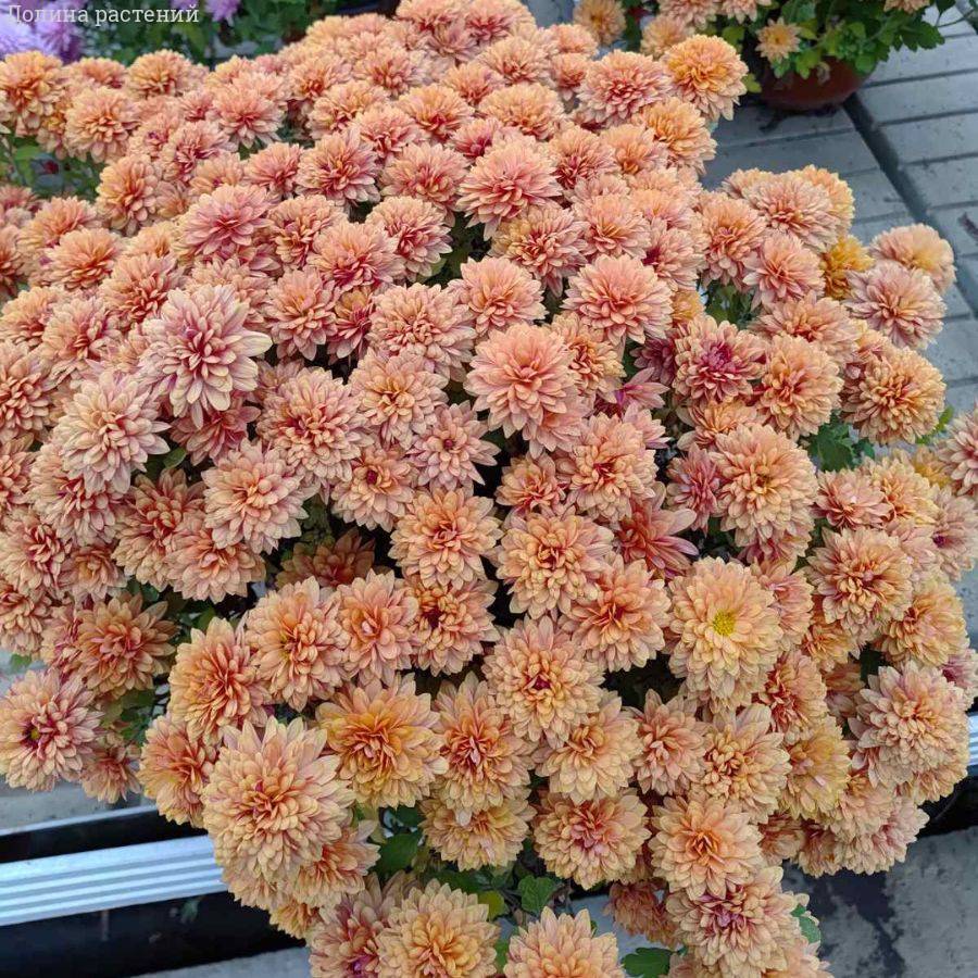 Хризантема мультифлора Персиковая - Dolinasad.by