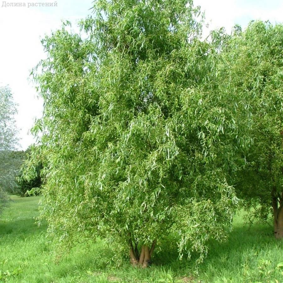 Ива Эритрофлексуоза, С3 - Dolinasad.by