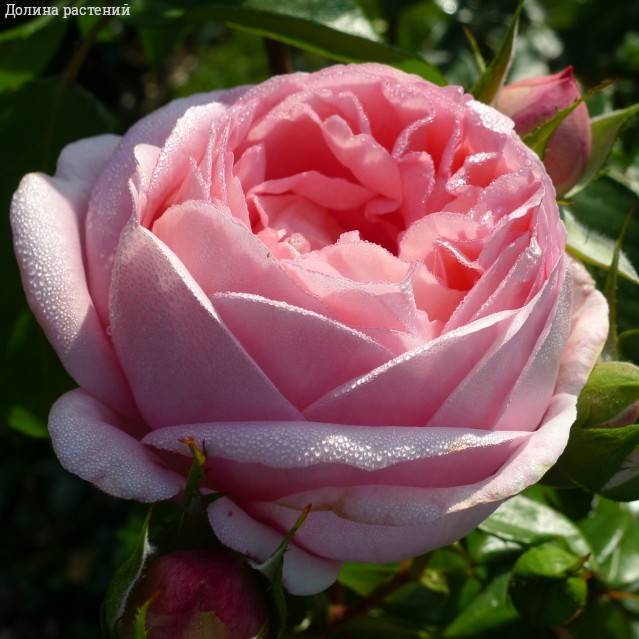 Роза Вояж в горшке - Dolinasad.by