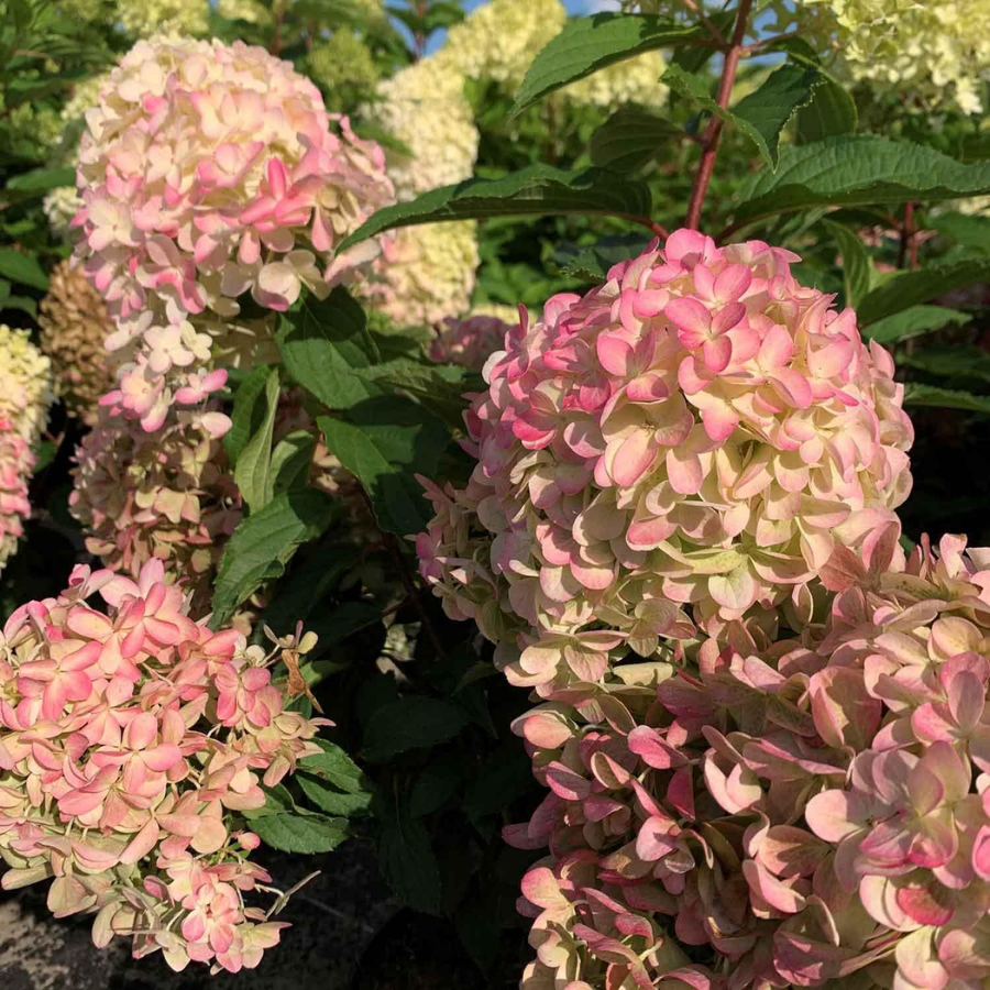 Гортензия метельчатая Пикачу, С2 - Dolinasad.by