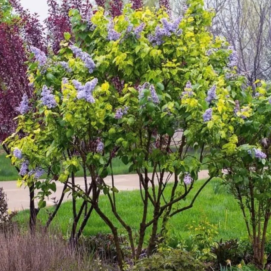 Сирень обыкновенная Аукубафолия, С3 - Dolinasad.by