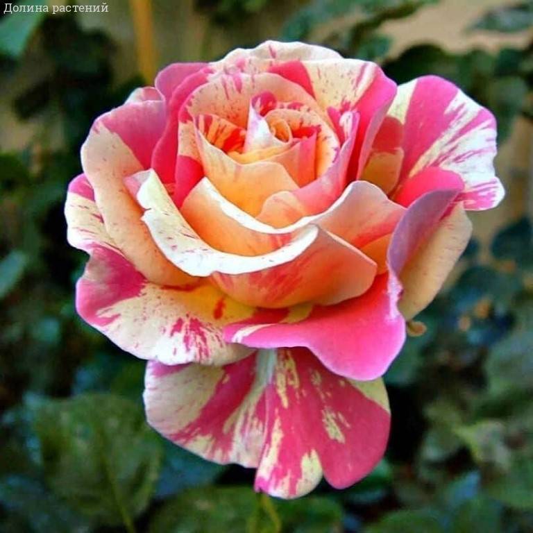 Роза Клод Моне фото